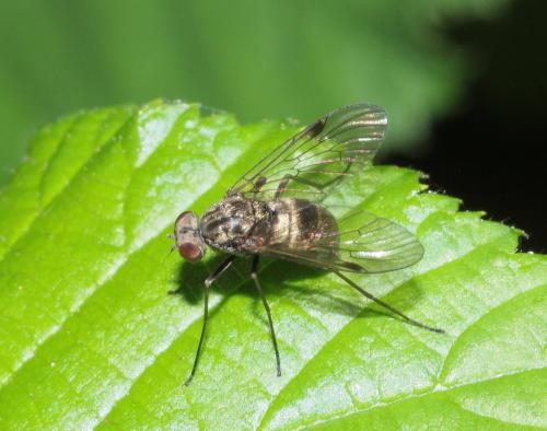 Chrysopilus cristatus
